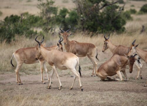 Why Travel To Kenya