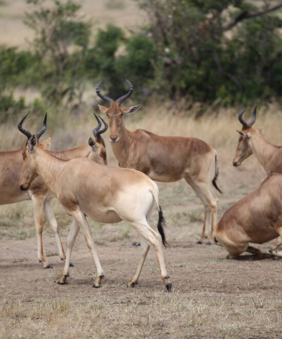 3 Days / 2 Nights – MASAI MARA SAFARI - Classic Safari