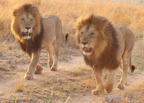 7-Day Classic Kenya Safari Experience