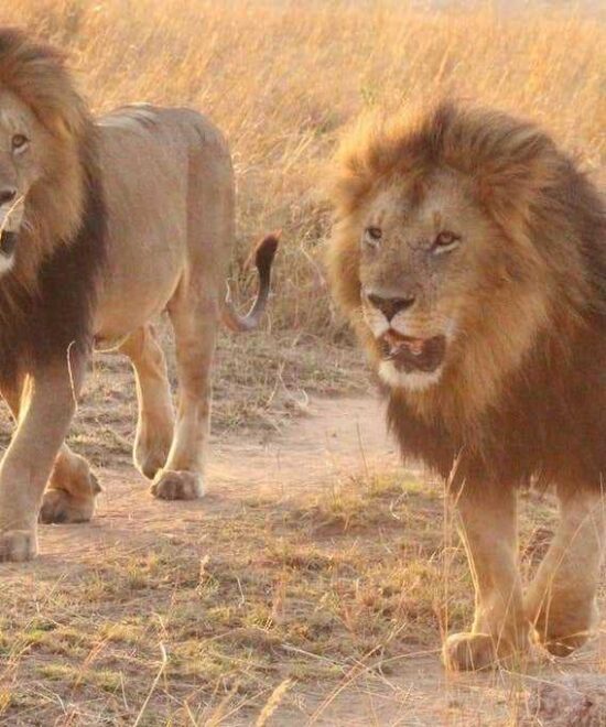 7-Day Classic Kenya Safari Experience